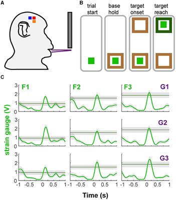 Multiple regions of sensorimotor cortex encode bite force and gape